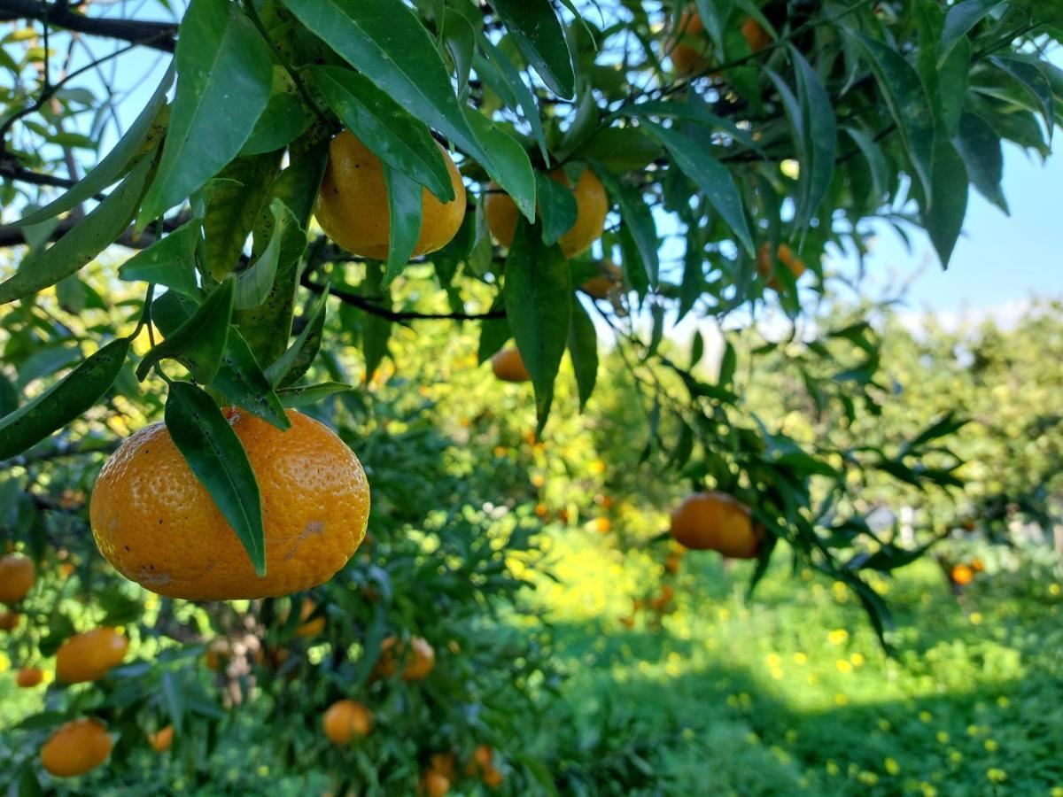 Citrus Tree Garden House Villa Kamisiana Exterior photo