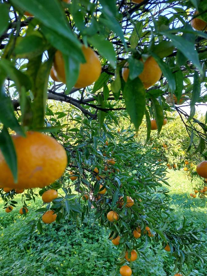 Citrus Tree Garden House Villa Kamisiana Exterior photo